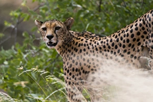 Portrait of a cheetah (Acinonyx jubatus), Samburu National Reserve, Kenya, East Africa Portrait of a cheetah (Acinonyx jubatus), Samburu National Reserve, Kenya, East Africa