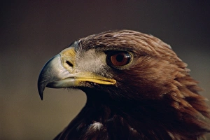 Golden Eagle Scotland Prints: Portrait of a golden eagle