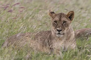 Portrait of a lioness (Panthera leo), in a field of purple grass, Kenya, East Africa Portrait of a lioness (Panthera leo), in a field of purple grass, Kenya, East Africa
