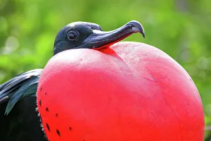 Portrait of male Great Frigatebird (Fregata minor) on Genovesa Island, Galapagos National Park Portrait of male Great Frigatebird (Fregata minor) on Genovesa Island, Galapagos National Park