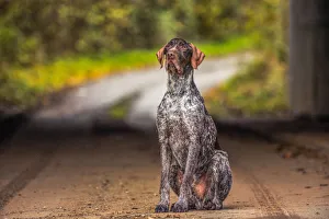 UK Dog Breeds Prints: Portrait of a Pointer sitting in the afternoon sunlight, United Kingdom, Europe
