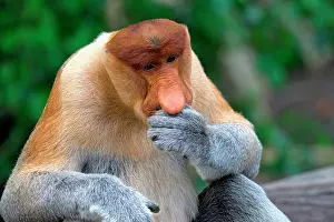 Nasalis Larvatus Species Prints: Portrait of a Proboscis monkey thinking in Borneo, Malaysia