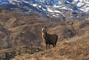 Red Deer In Scotland Prints: Portrait of a red deer