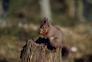 Scotland Travel Destination Prints: Portrait of a red squirrel