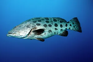 Potato cod (Epinephelus tukula) (potato grouper) (potato bass), Cod Hole, North Ribbon reef, Great Barrier Reef Potato cod (Epinephelus tukula) (potato grouper) (potato bass), Cod Hole, North Ribbon reef, Great Barrier Reef