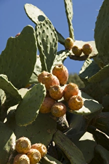 Prickly Pear Cactus Print, Ithaka, Greece