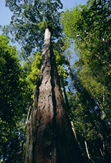 Borneo Rainforest Prints: Primary lowland rainforest
