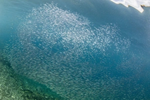 A profusion of baitfish underwater on Sebayur Island, Komodo National Park, Flores Sea A profusion of baitfish underwater on Sebayur Island, Komodo National Park, Flores Sea