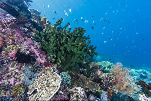 Profusion of hard and soft corals on Tengah Kecil Island, Komodo National Park, Flores Sea Profusion of hard and soft corals on Tengah Kecil Island, Komodo National Park, Flores Sea