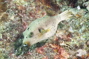 Puffer Fish (Tetraodontidae), Southern Thailand, Andaman Sea, Indian Ocean, Asia Puffer Fish (Tetraodontidae), Southern Thailand, Andaman Sea, Indian Ocean, Asia