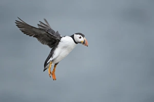 Puffin with cloudy sky flying over Inner Farne, The Farne Islands, Northumberland Puffin with cloudy sky flying over Inner Farne, The Farne Islands, Northumberland