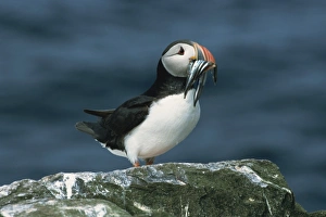 Puffin with sandeels in bill, Farne Islands, Northumberland, England, United Kingdom Puffin with sandeels in bill, Farne Islands, Northumberland, England, United Kingdom