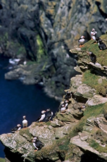 Shetland Islands Wildlife Prints: Puffins on cliffs
