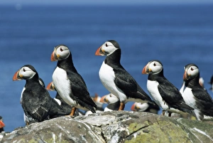 Puffins (Fratercula arctica), Farne Islands, off Northumbria, England, United Kingdom Puffins (Fratercula arctica), Farne Islands, off Northumbria, England, United Kingdom