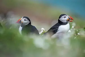 Puffins on Skomer Island Print