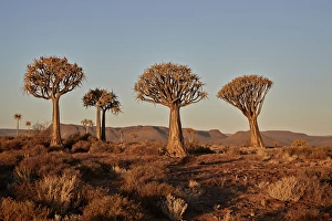 Quiver trees (Kokerboom) (Aloe dichotoma), Gannabos, Namakwa, Namaqualand, South Africa Quiver trees (Kokerboom) (Aloe dichotoma), Gannabos, Namakwa, Namaqualand, South Africa