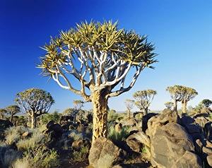 Namibian Natural Landmarks Prints: Quivertrees