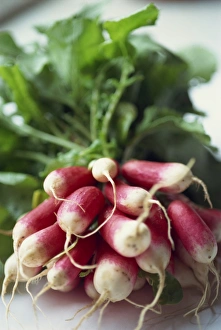 Radish Varieties Prints: Radishes