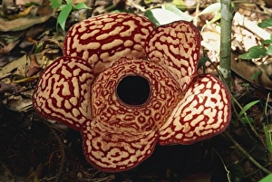 Parasitic Plant Species Prints: The Rafflesia