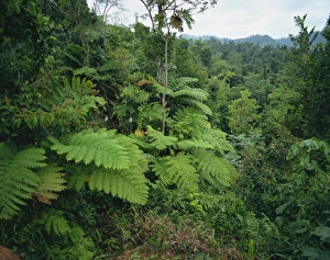 Rainforest Photography Prints: Rain forest, St