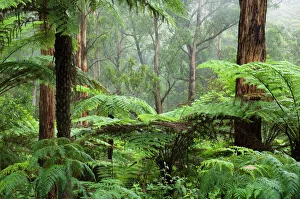 Rainforest, Bunyip State Park, Victoria, Australia, Pacific Rainforest, Bunyip State Park, Victoria, Australia, Pacific