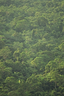 Tropical Rainforest Ecosystem Prints: Rainforest canopy of the Cockscomb Basin Sanctuary, Belize, Central America