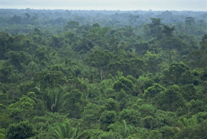 Central America Jungle Prints: Rainforest canopy of the Machaca Forest Reserve, Belize, Central America