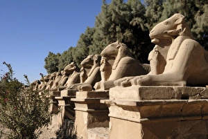 Ram headed sphinx print, Temple of Karnak, Luxor