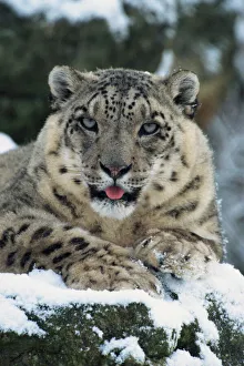 Rare and endangered snow leopard (Panthera uncia), Port Lympne Zoo, Kent Rare and endangered snow leopard (Panthera uncia), Port Lympne Zoo, Kent