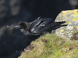 Ireland Coastal Scenery Prints: Raven, Loop Head, County Clare, Munster, Republic of Ireland, Europe