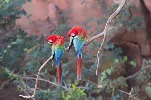 Red-and-green macaws (Ara chloropterus) perched on a branch in Buraco das Araras Red-and-green macaws (Ara chloropterus) perched on a branch in Buraco das Araras