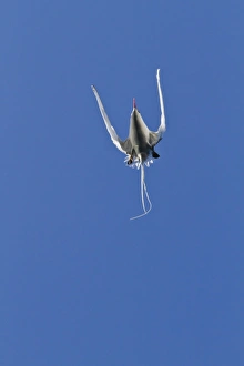 Red-billed tropicbird (Phaethon aethereus), Punta Pitt, San Cristobal Island, Galapagos Islands Red-billed tropicbird (Phaethon aethereus), Punta Pitt, San Cristobal Island, Galapagos Islands