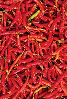 Images Dated 2nd August 2008: Red Chilli Peppers Print, Rajasthan India