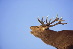 United Kingdom Outdoors Prints: Red deer stag