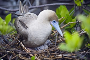 Red footed booby and chick, Isla Genovesa, Galapagos Islands, UNESCO World Heritage Site Red footed booby and chick, Isla Genovesa, Galapagos Islands, UNESCO World Heritage Site