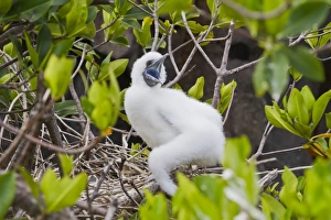 Red-footed booby chick (Sula sula), Genovesa Island, Galapagos Islands, UNESCO World Heritage Site, Ecuador Red-footed booby chick (Sula sula), Genovesa Island, Galapagos Islands, UNESCO World Heritage Site, Ecuador