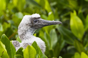 Red-footed booby (Sula sula) chick, Genovesa Island, Galapagos Islands, Ecuador, South America Red-footed booby (Sula sula) chick, Genovesa Island, Galapagos Islands, Ecuador, South America