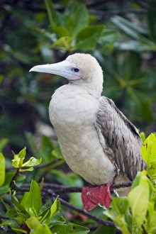 Red footed booby (Sula sula), Isla Genovesa, Galapagos Islands, UNESCO World Heritage Site Red footed booby (Sula sula), Isla Genovesa, Galapagos Islands, UNESCO World Heritage Site