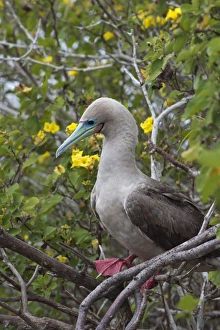 Red footed booby (Sula sula) in red mangrove, Genovesa Island, Galapagos, UNESCO World Heritage Site, Ecuador Red footed booby (Sula sula) in red mangrove, Genovesa Island, Galapagos, UNESCO World Heritage Site, Ecuador