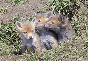 Red Fox Cubs (Vulpes vulpes), Middlesborough, United Kingdom, Europe Red Fox Cubs (Vulpes vulpes), Middlesborough, United Kingdom, Europe