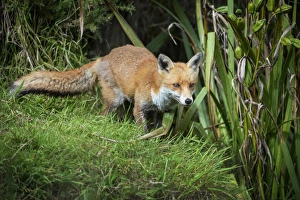 UK Mammal Photography Prints: Red fox (Vulpes vulpes), Devon, England, United Kingdom, Europe