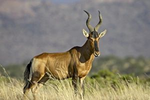 Prints of Red hartebeest (Alcelaphus buselaphus), Mountain Zebra National Park, South Africa, Africa Images Dated 2006 November: Red Hartebeest Print, Mountain Zebra National Park, South Africa