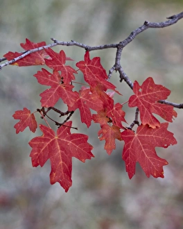 Zion National Park Photography Prints: Red leaves on a big tooth maple branch in the fall
