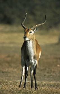 Images Dated 8th January 2000: Red Lechwe Print, Moremi Wildlife Preserve, Botswana