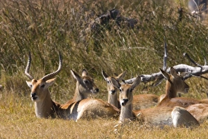 Rural Nature Photography Prints: Red lechwe