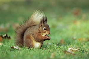 Images Dated 29th February 2008: Red Squirrel Print, Lowther near Penrith