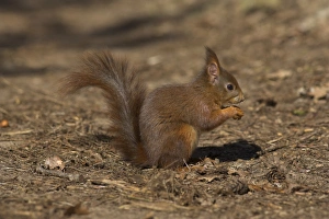 Red Squirrel Print, Formby, England