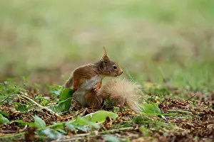 Sciurus Vulgaris Habitat Prints: Red Squirrel (Sciurus vulgaris), Blarney Castle, County Cork, Ireland