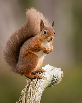 Scottish Highlands Wildlife Prints: Red Squirrel, Scottish Highlands, Scotland, United Kingdom, Europe