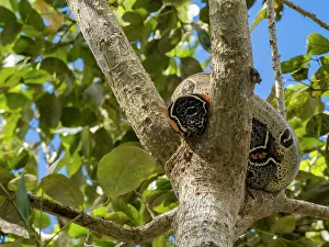 Prints of Red-tailed boa resting in tree branches, observing surroundings in the Amazon rainforest of Peru Loreto Prints: Red-tailed boa Print, Amazon rainforest scene